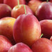 Plum Victoria - Plants2Gardens