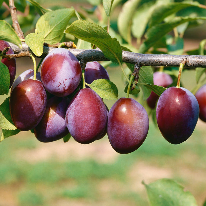 Plum Victoria - Plants2Gardens