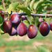 Plum Victoria - Plants2Gardens
