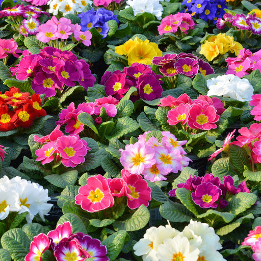 Primrose Mixed Colour 20 Plant Pack - Plants2Gardens