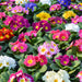 Bumper Autumn to Spring Bedding Pack 60 Plants - Plants2Gardens