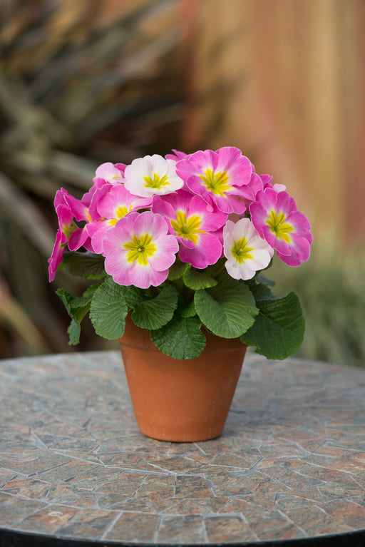 Primrose Sweet 16 Large 3 Plant Pack - Despatch From WC 21st February - Plants2Gardens