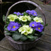 Primrose Vanilla Sky 20 Plant Pack - Plants2Gardens
