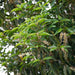 Prunus Angustifolia -Portuguese Laurel - Plants2Gardens