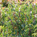Prunus Angustifolia -Portuguese Laurel - Plants2Gardens