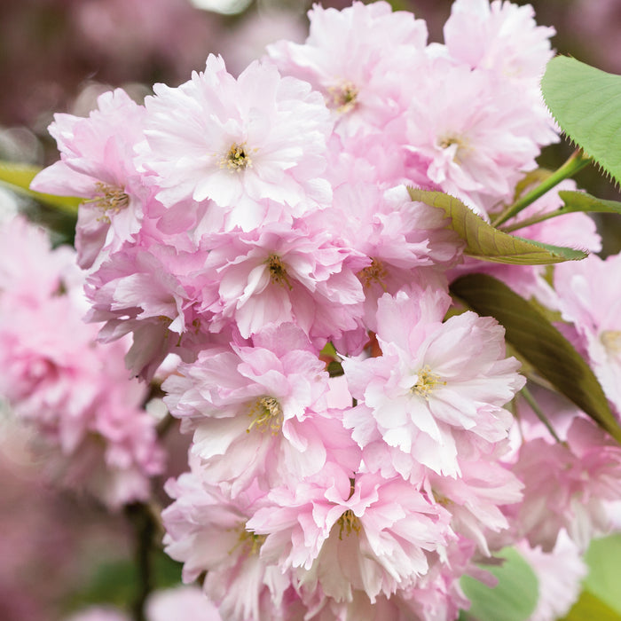 Prunus Kanzan 5Ltr - Dispatches from 16th October