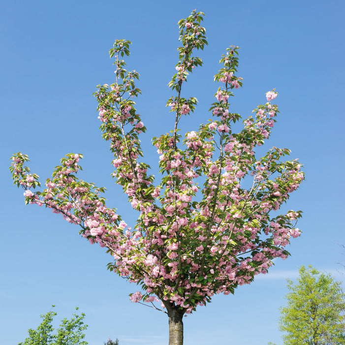 Prunus Kanzan 5Ltr - Dispatches from 16th October