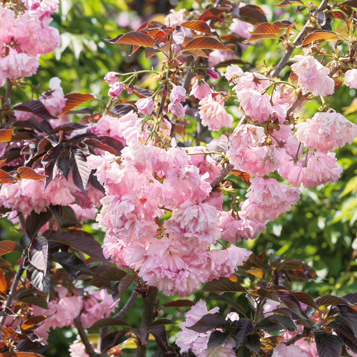 Prunus Royal Burgundy 5 Ltr £35.00 by Plants2Gardens