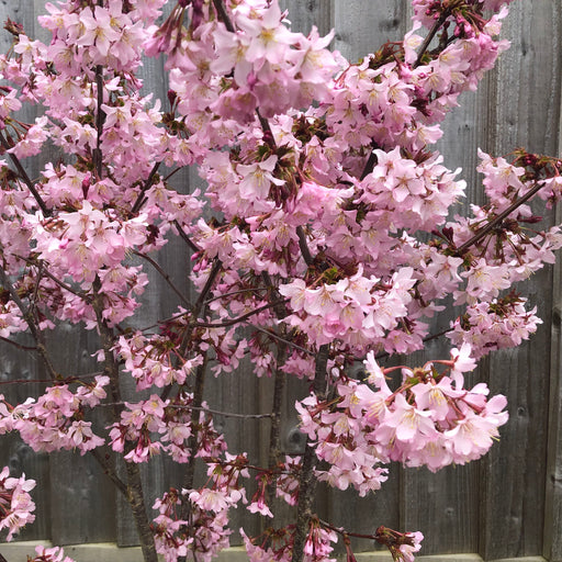 Prunus Nipponica Ruby - Plants2Gardens