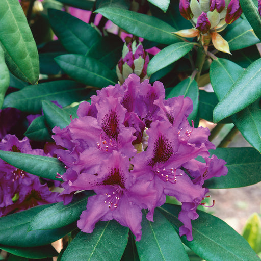Rhododendron Azurro 4.5ltr - Plants2Gardens