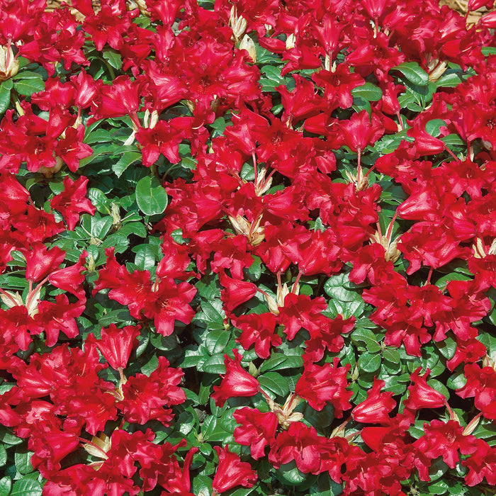 Rhododendron Bengalen - Plants2Gardens