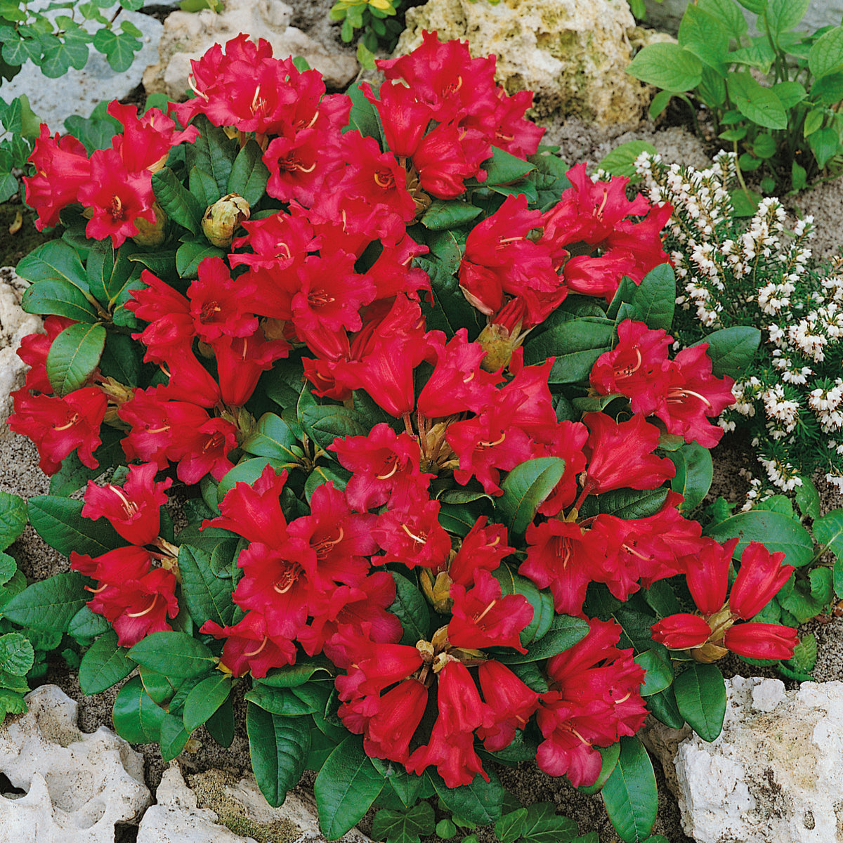 Rhododendron Bengalen 4.5 Ltr £29.00 by Plants2Gardens