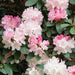 Rhododendron Dreamland - Plants2Gardens