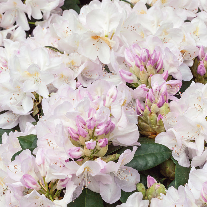 Rhododendron Gomer Waterer 4.5 Ltr - Plants2Gardens