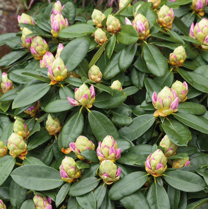 Rhododendron Gomer Waterer 4.5 Ltr - Plants2Gardens