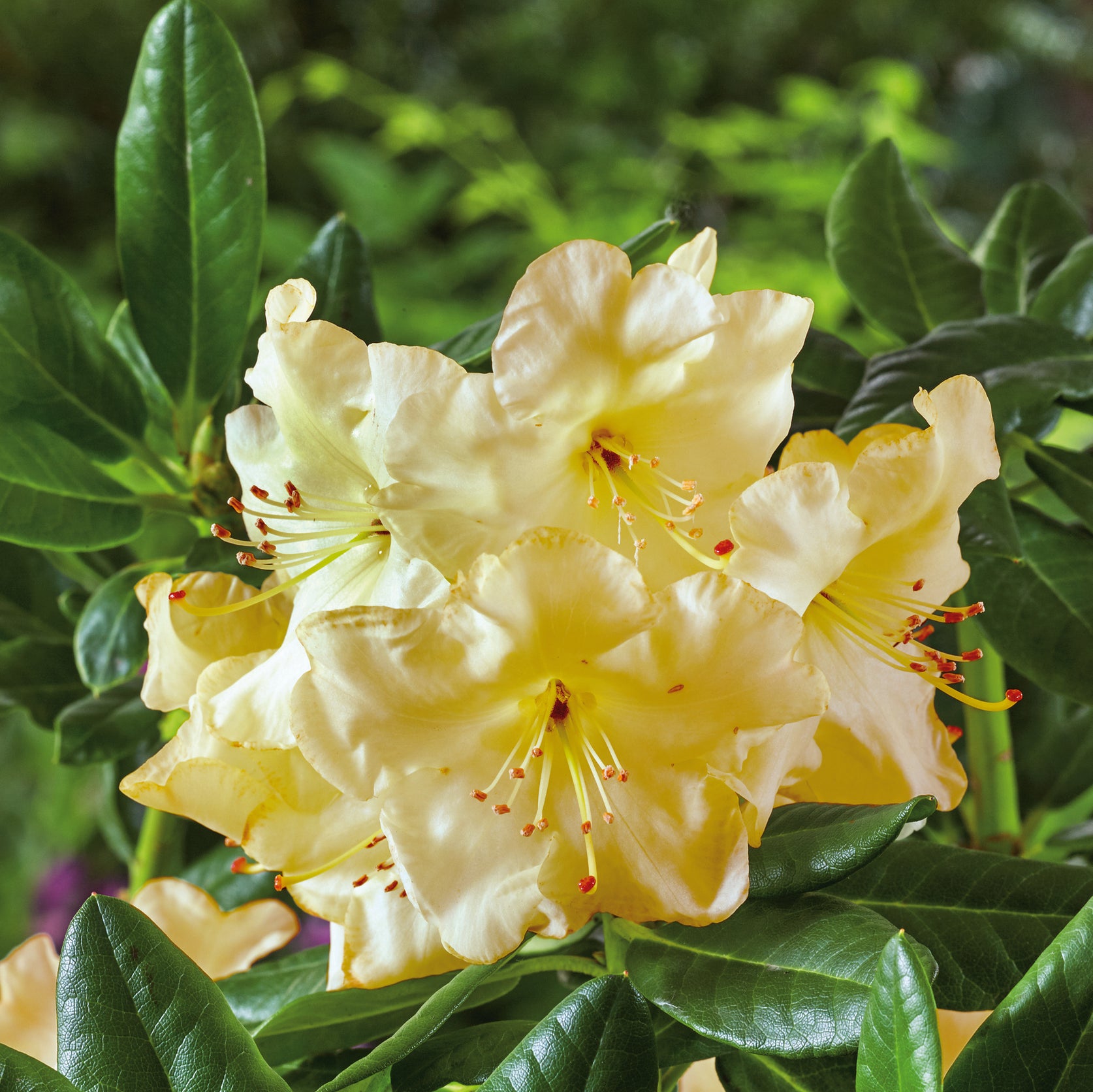 Buy Rhododendrons Online from Plants2Gardens