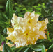 Rhododendron Nancy Evans 3 Ltr - Plants2Gardens