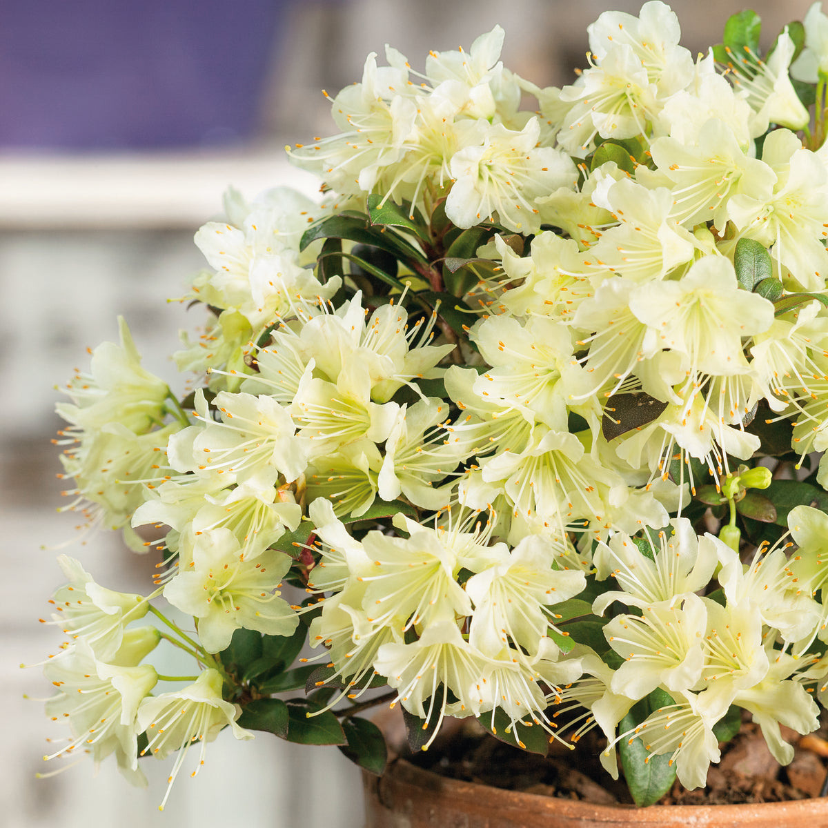 Buy Rhododendron Princess Anne Online For Only £32 — Plants2Gardens