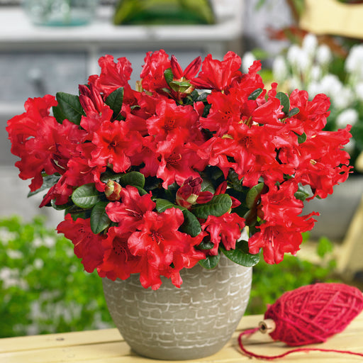 Rhododendron Scarlet Wonder 4.5ltr - Plants2Gardens