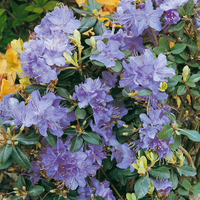 Dwarf Rhododendron Blue Diamond - Plants2Gardens