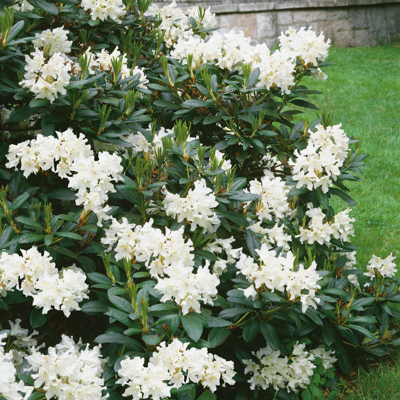 Buy established Rhododendron Cunninghams White Online For Only £45 ...