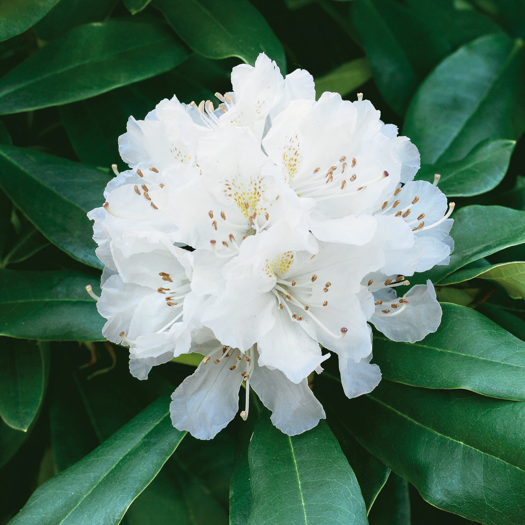 Witte Rhodondendron Buy established Rhododendron Cunninghams White Online For Only £45 ...