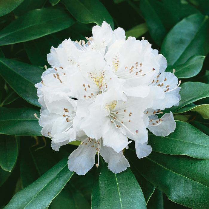 Rhododendron Cunningham's White 4.5ltr - Plants2Gardens
