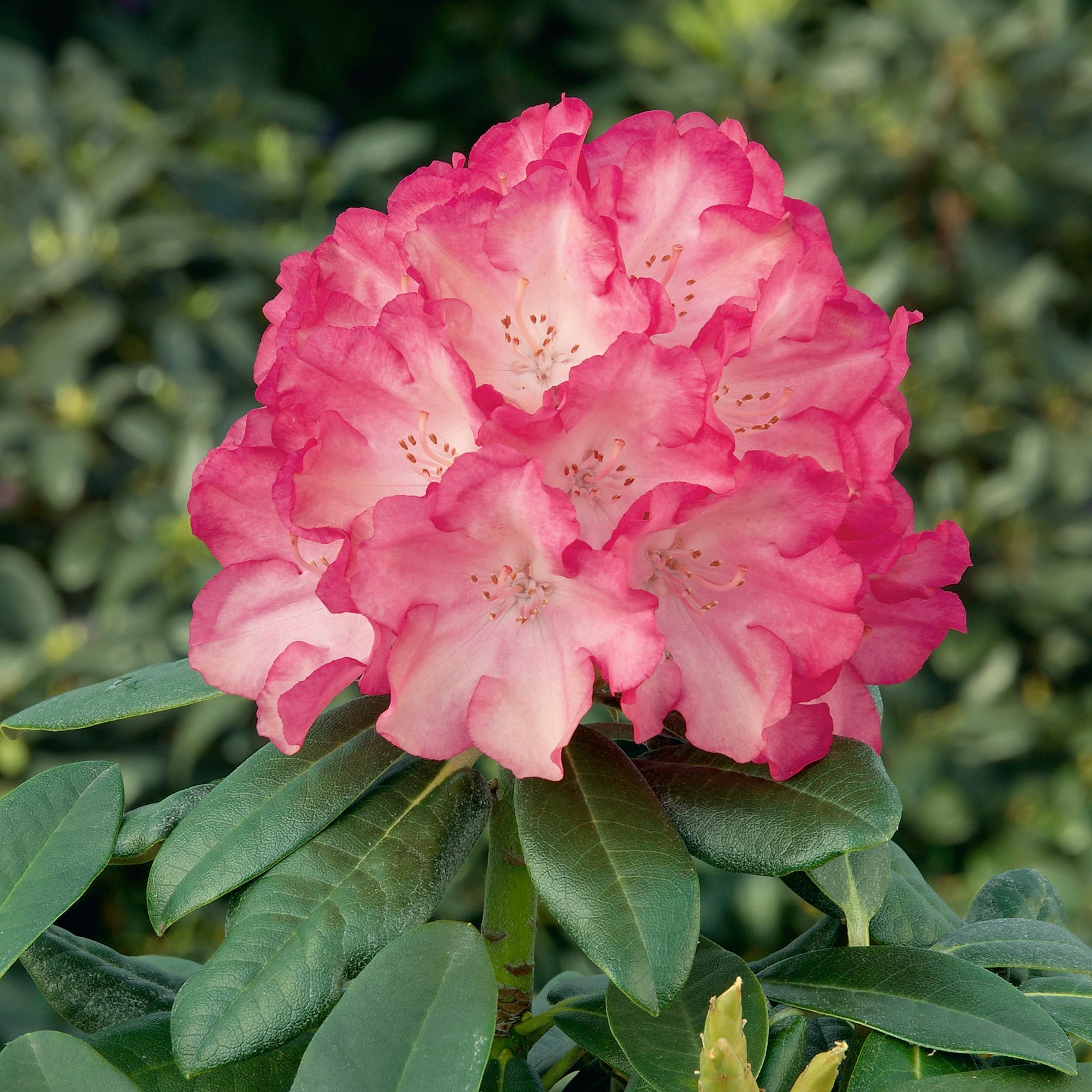 Buy Rhododendron yakushimanum Fantastica Online For Only £29 ...