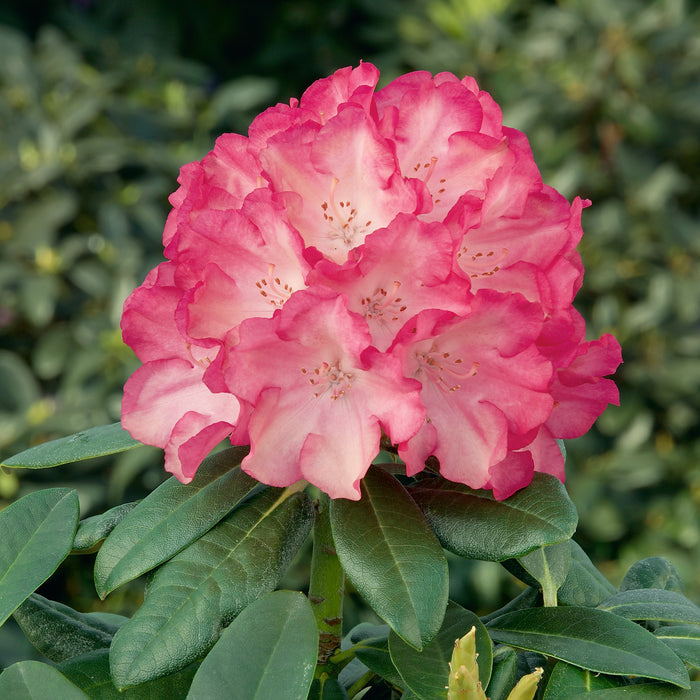 Rhododendron Fantastica - Despatch From WC 25th October - Plants2Gardens
