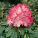 Rhododendron Fantastica - Despatch From WC 25th October - Plants2Gardens