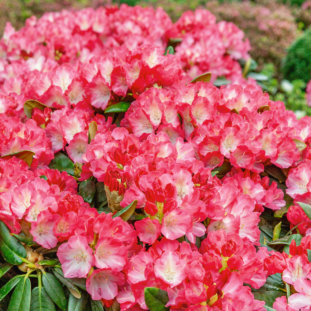 Buy Rhododendron yakushimanum Fantastica Online For Only 29   Plants2Gardens