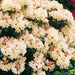 Rhododendron Golden Torch - Plants2Gardens