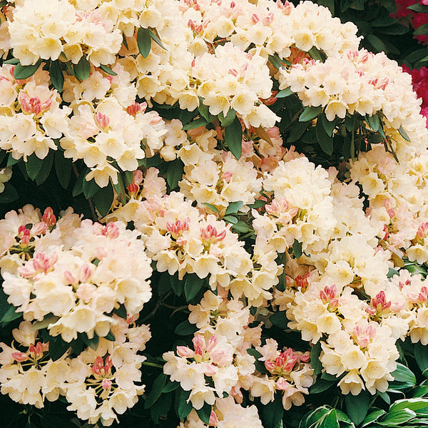 Buy Rhododendron Golden Torch Online For Only £29 — Plants2Gardens