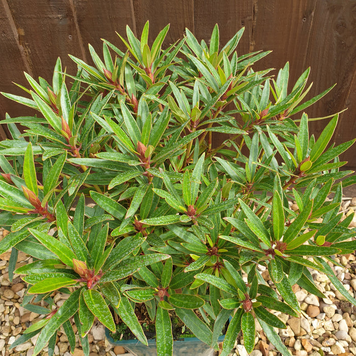 Rhododendron Graziella - Plants2Gardens