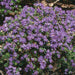 Dwarf Rhododendron Impeditum - Plants2Gardens