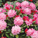 Rhododendron Kalinka 4.5ltr - Plants2Gardens
