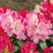 Rhododendron Kalinka - Despatch From WC 25th October - Plants2Gardens