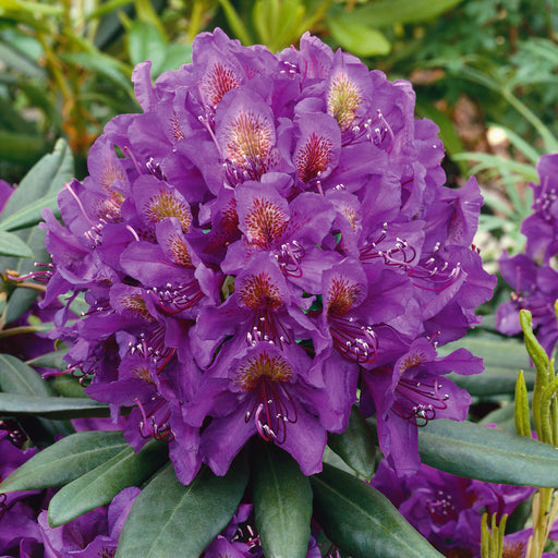 Rhododendron Marcel Menard 4.5ltr - Plants2Gardens