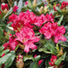 Rhododendron Nova Zembla - Despatch From WC 21st March - Plants2Gardens