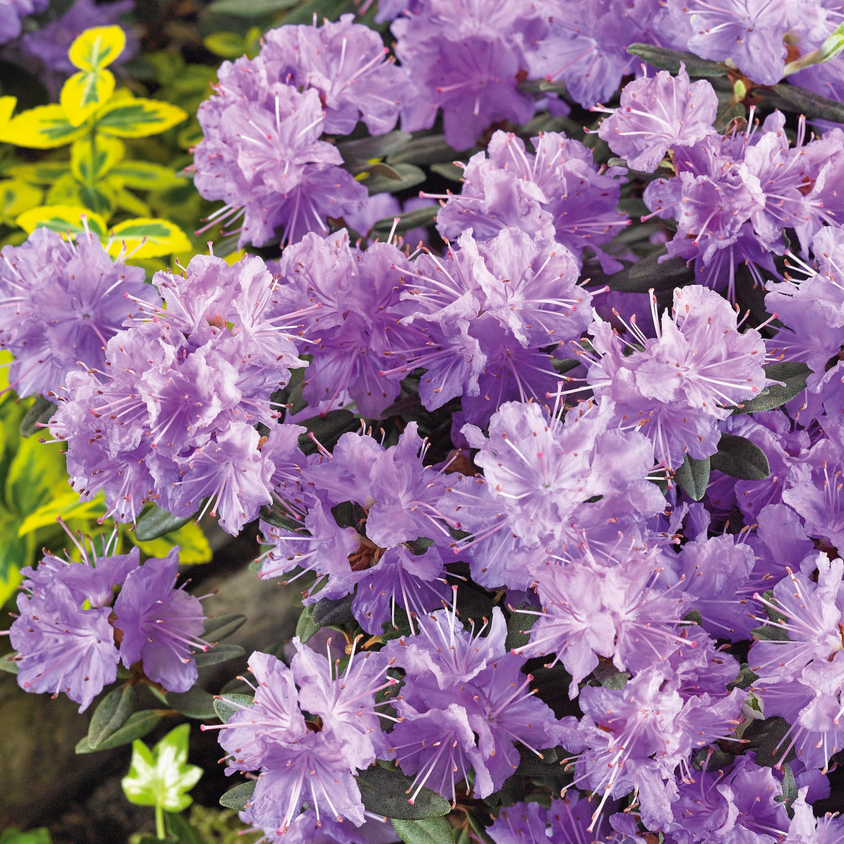 Dwarf Rhododendron Ramapo (3 Litre) — Plants2Gardens