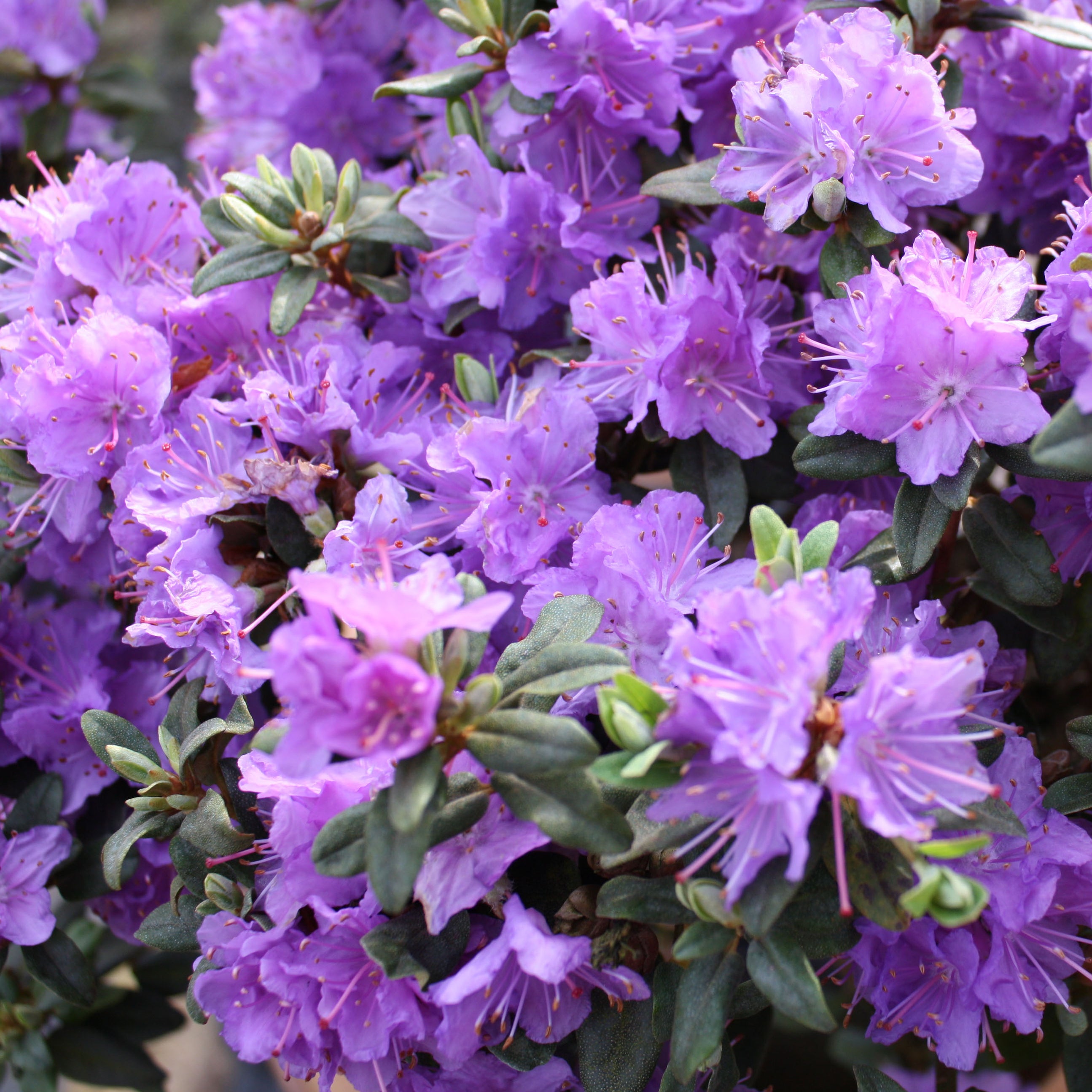 Dwarf Rhododendron Ramapo (3 Litre) — Plants2Gardens