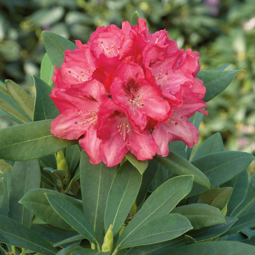 Rhododendron Sneezy - Plants2Gardens