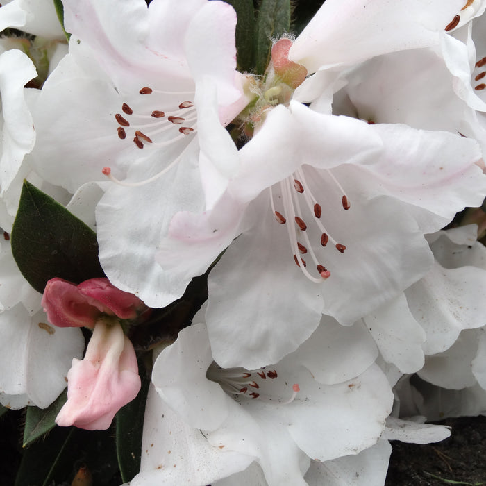 Rhododendron Tinkerbird - Plants2Gardens