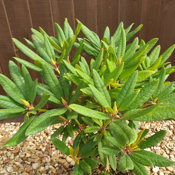 Rhododendron Tortoiseshell Orange 4.5ltr - Plants2Gardens