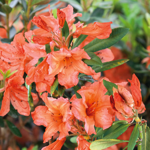 Rhododendron Tortoiseshell Orange 4.5ltr - Plants2Gardens