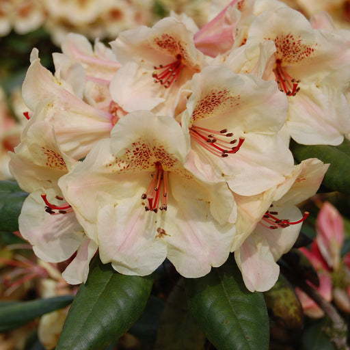 Rhododendron Virginia Richards - Plants2Gardens