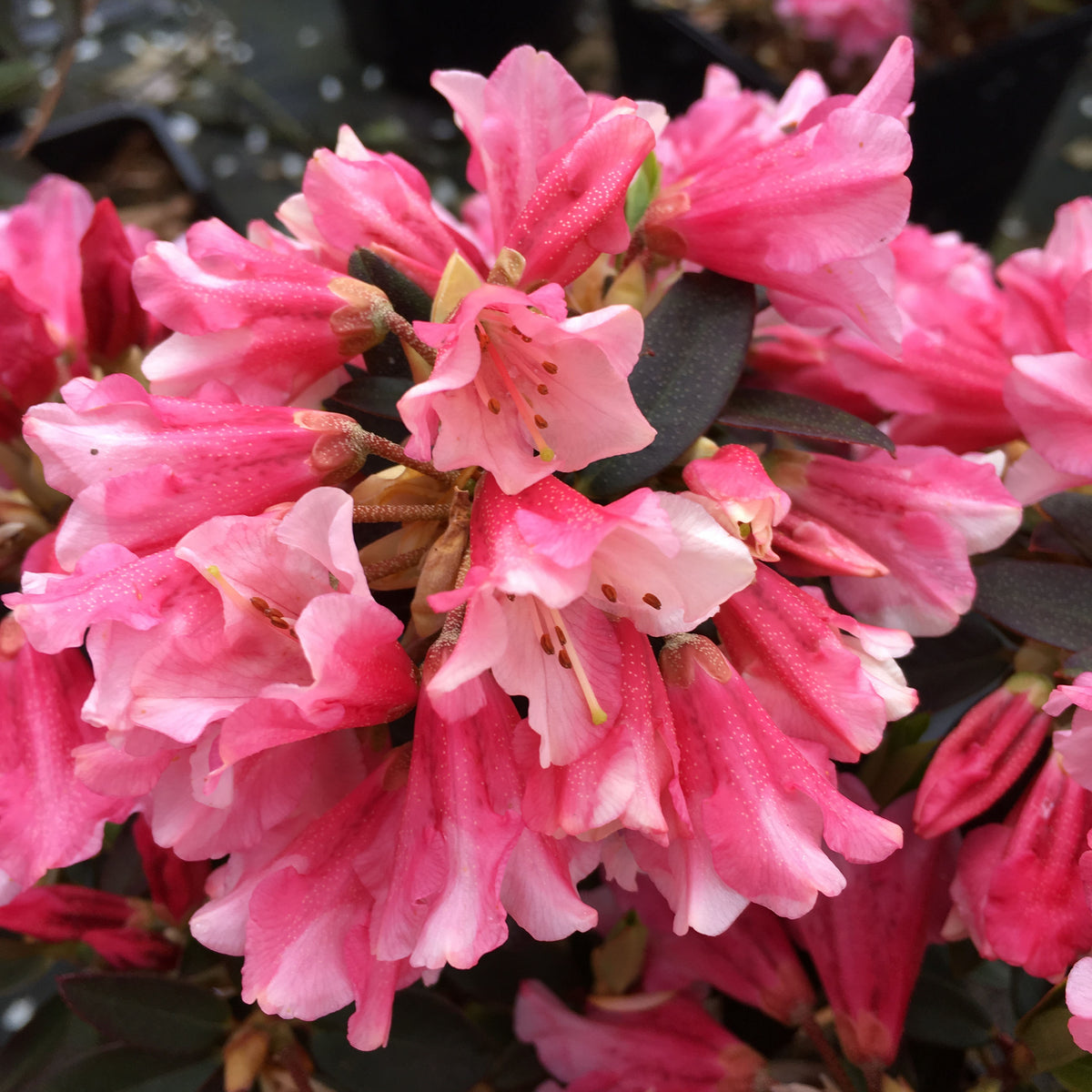 rhododendron wee bee Buy established Rhododendron Wee Bee Online For Only £32.50 — Plants2Gardens