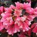 Dwarf Rhododendron Wee Bee - Plants2Gardens