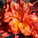 Rhododendron Tortoiseshell Orange - Plants2Gardens