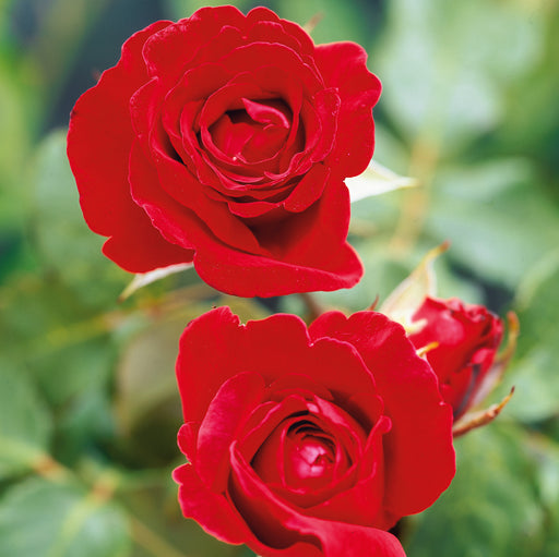 Sulphur Rose with Free Rose Royal William 5 Ltr - Plants2Gardens